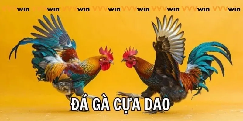 Đá Gà Trực Tiếp Cựa Dao