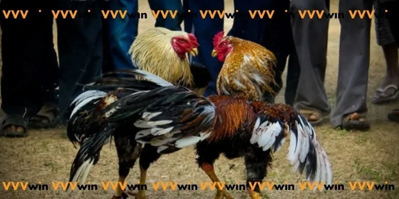 Trực tiếp đá gà c1