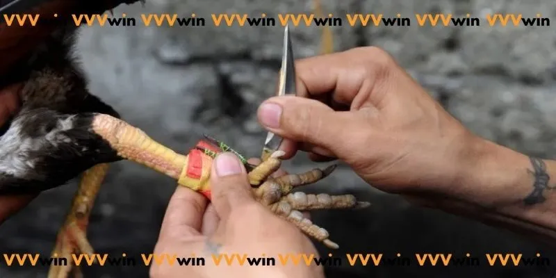 Đá Gà Trực Tiếp Cựa Dao